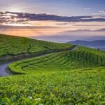 Teh Gunung Dempo Hadir di Taman Kambang Iwak Palembang