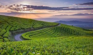 Teh Gunung Dempo Hadir di Taman Kambang Iwak Palembang