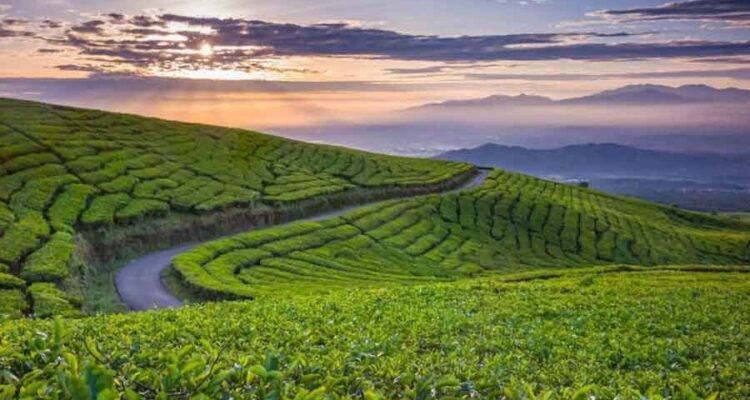 Teh Gunung Dempo Hadir di Taman Kambang Iwak Palembang