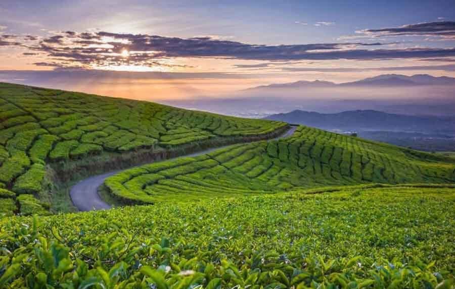 Teh Gunung Dempo Hadir di Taman Kambang Iwak Palembang